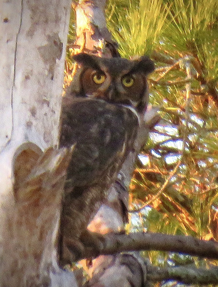 Great Horned Owl - ML644124408