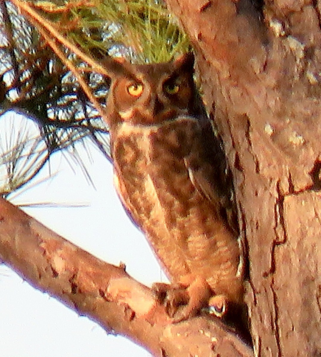 Great Horned Owl - ML644124409