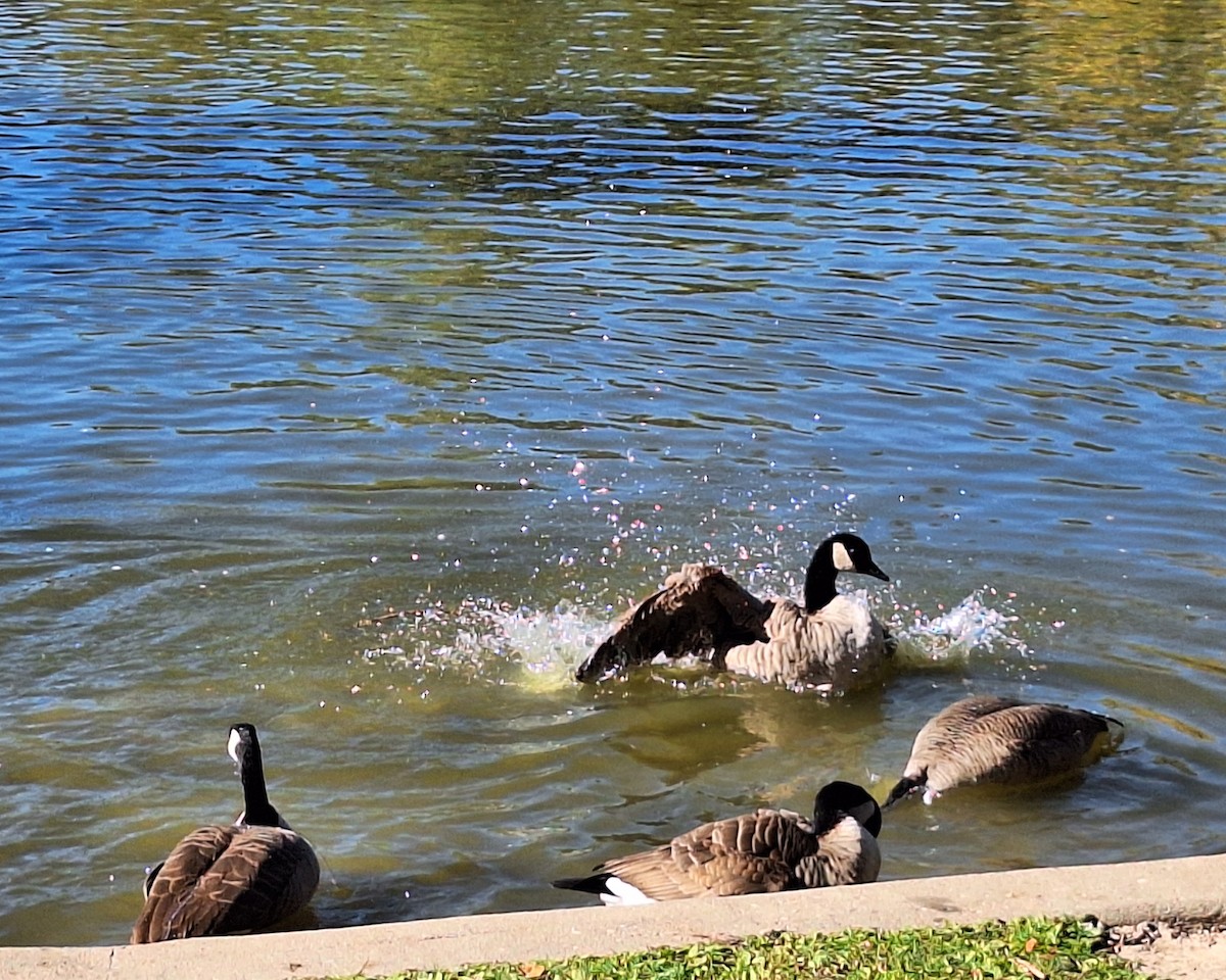 Canada Goose - ML644124422