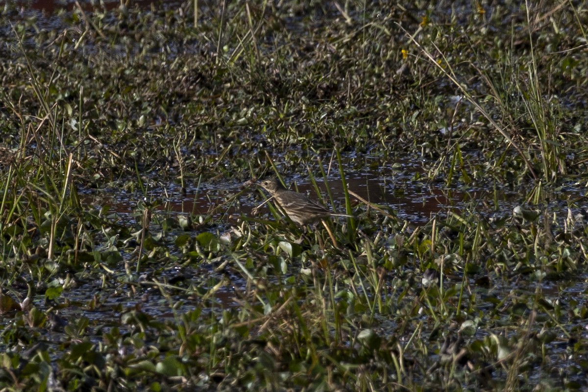 American Pipit - ML644124435