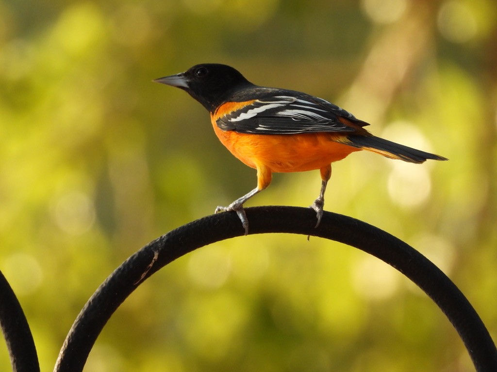 Baltimore Oriole - ML644124440