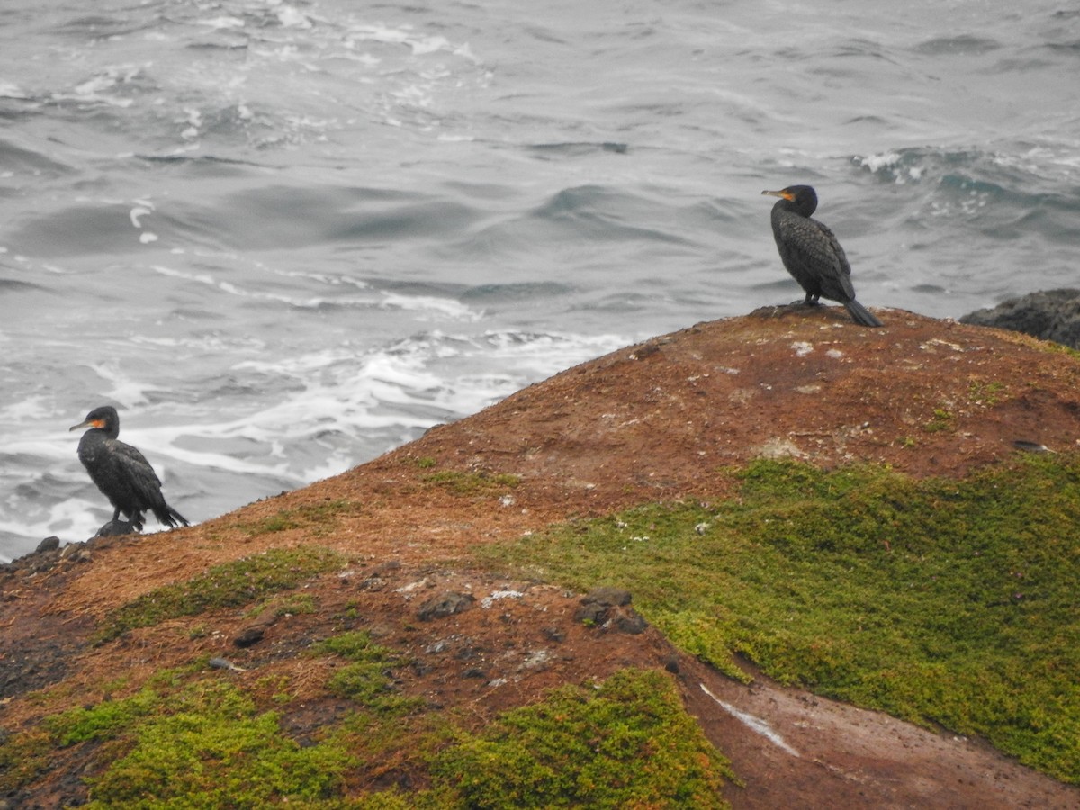 Great Cormorant - ML644124442