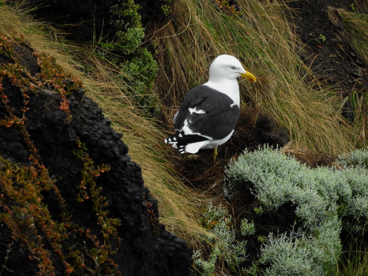 Kelp Gull - ML644124450