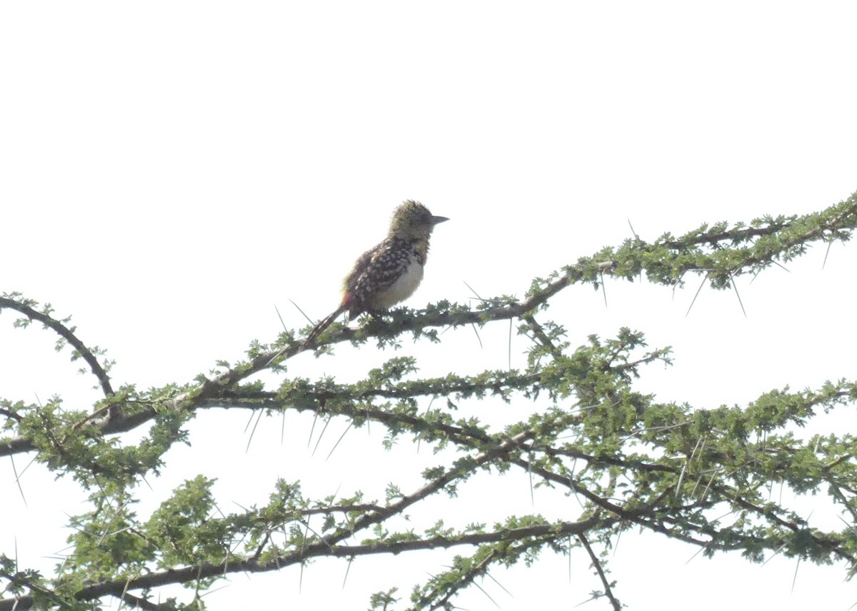 småperleskjeggfugl - ML644124453