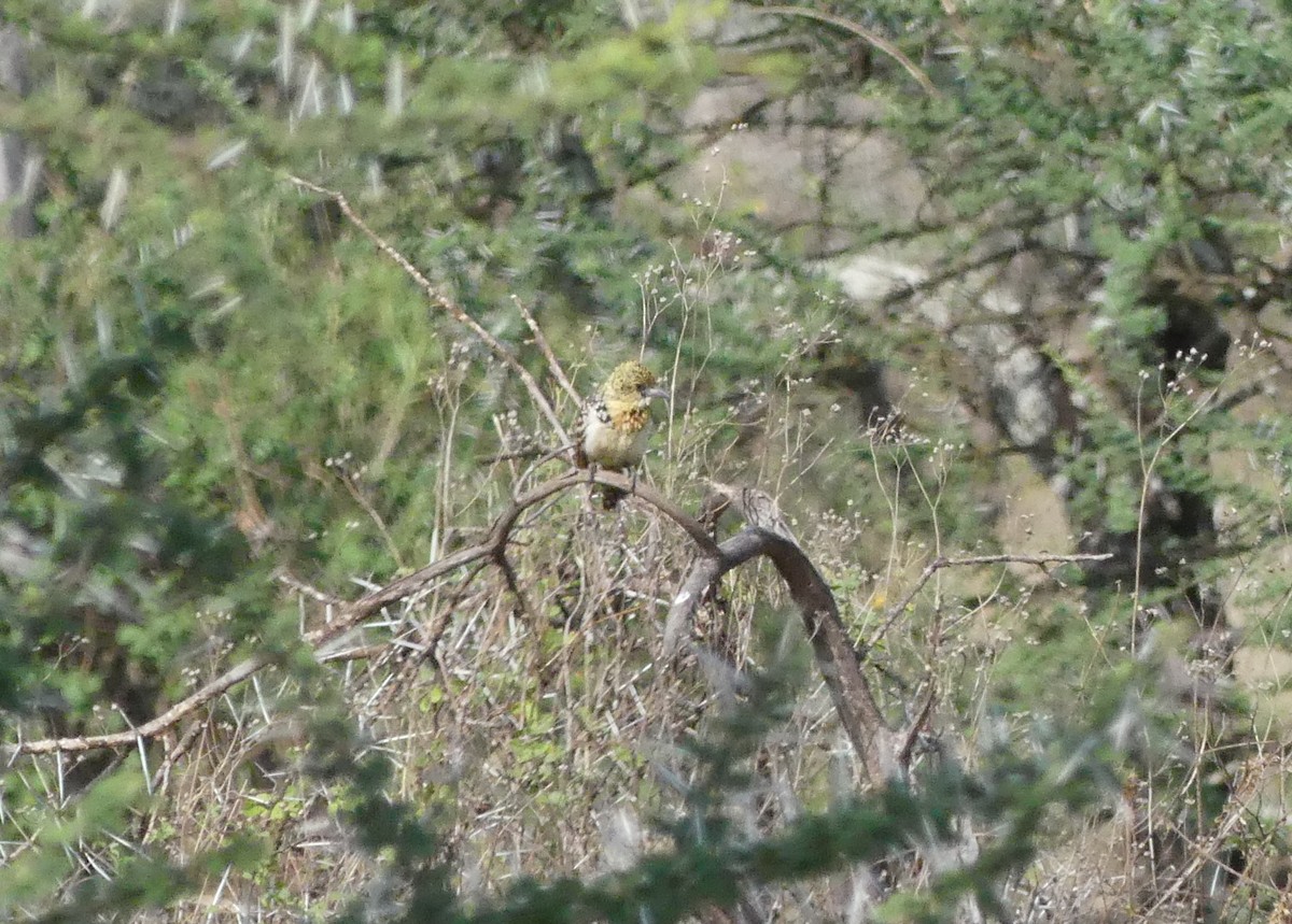 småperleskjeggfugl - ML644124454