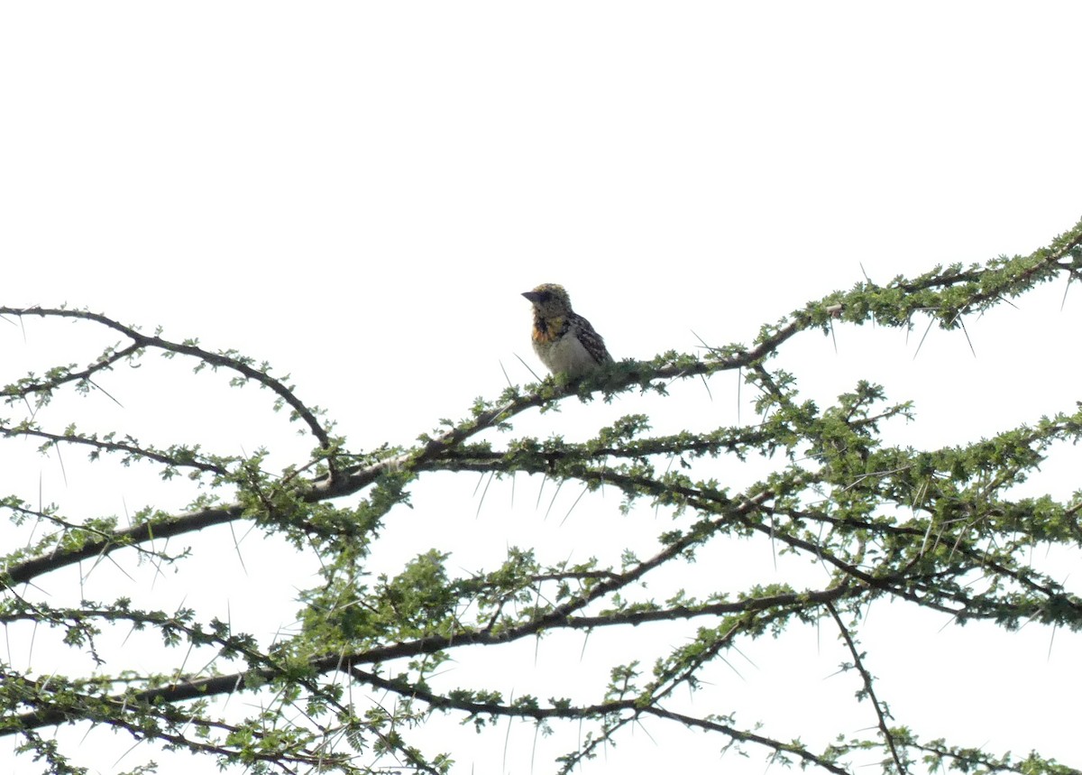 småperleskjeggfugl - ML644124455