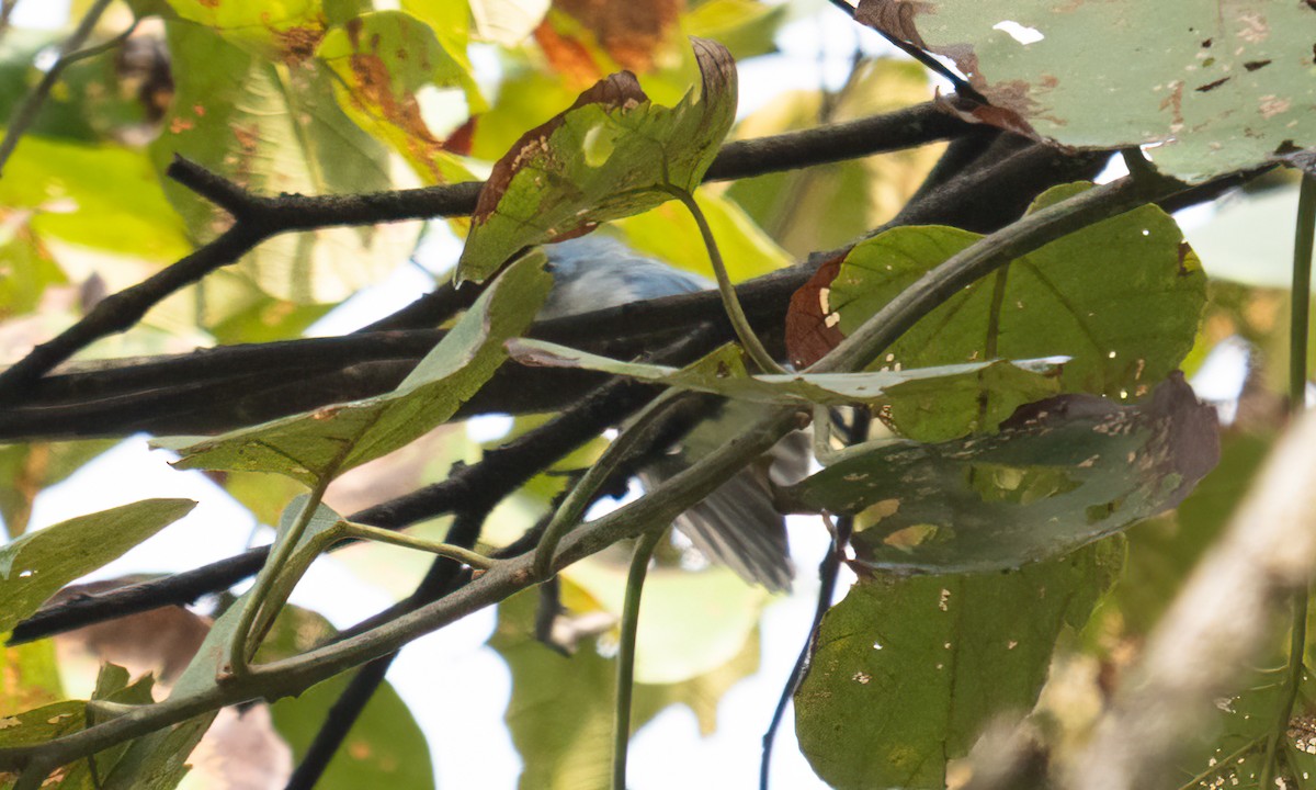 Ельмінія блакитна - ML644124457