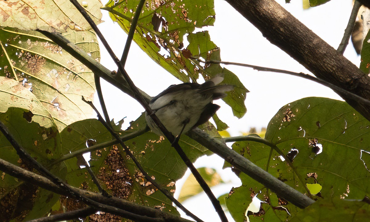 Ельмінія блакитна - ML644124458