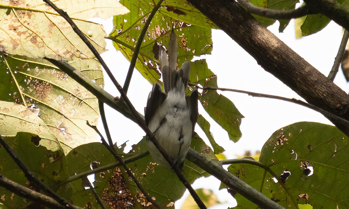 Ельмінія блакитна - ML644124459