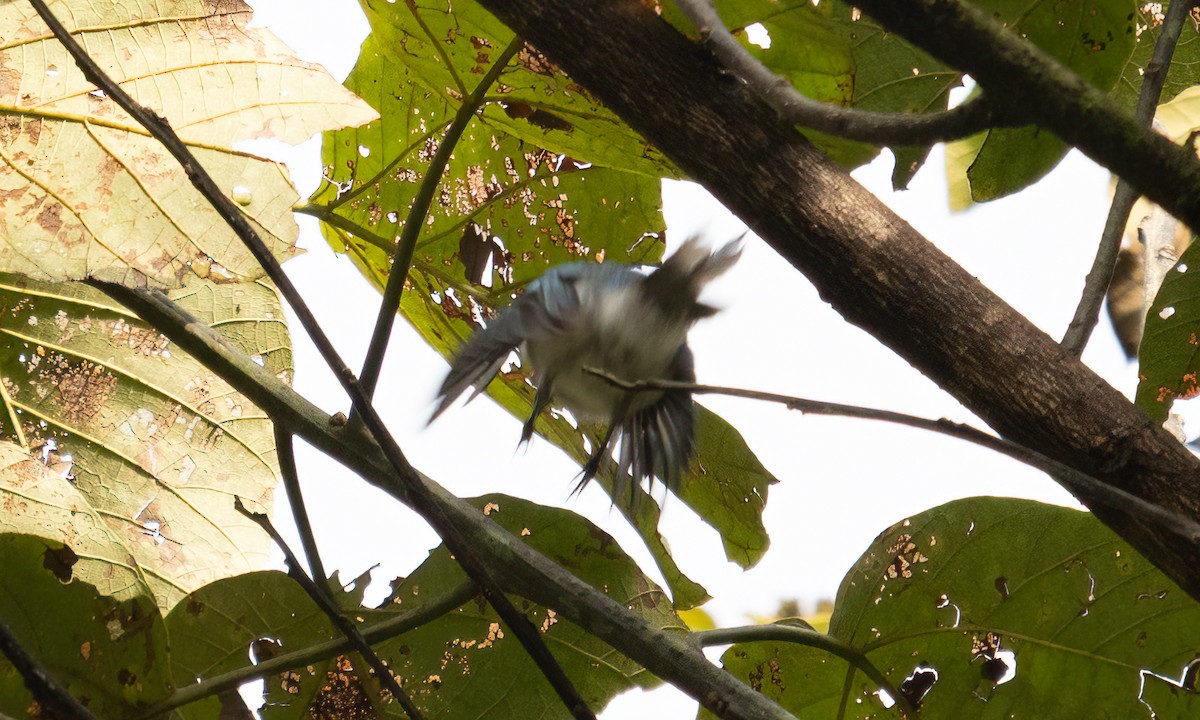 Ельмінія блакитна - ML644124460