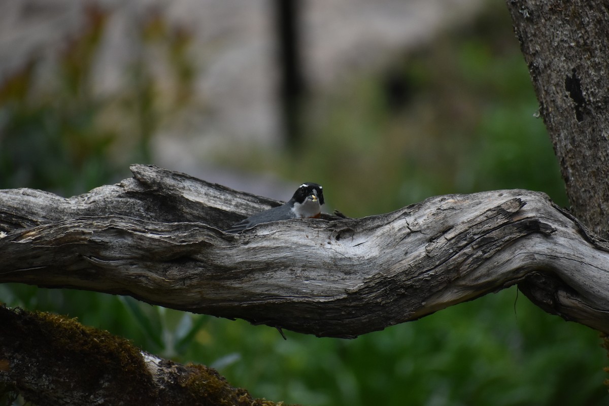 Chestnut-breasted Mountain Finch - ML644124465
