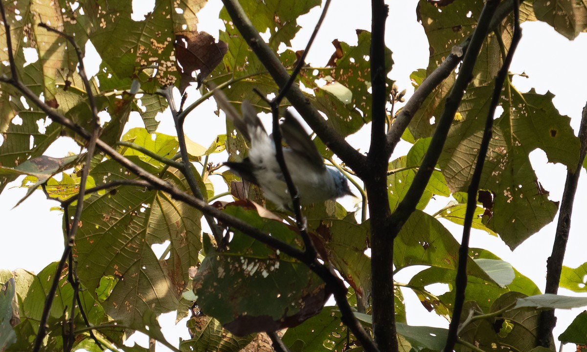 Ельмінія блакитна - ML644124466