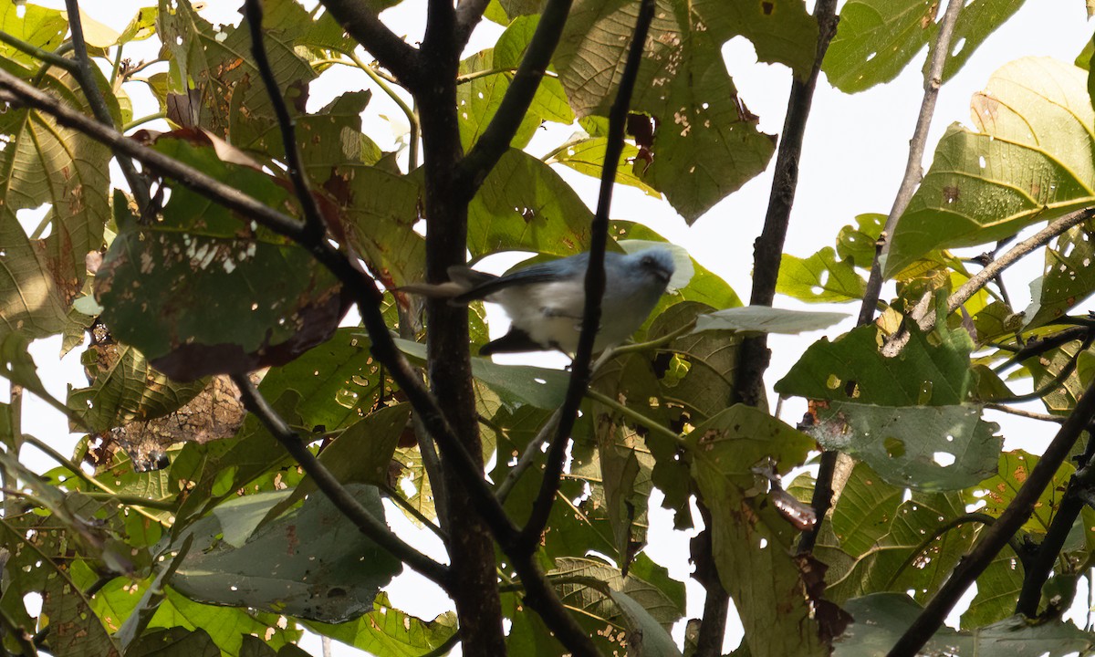 Ельмінія блакитна - ML644124467