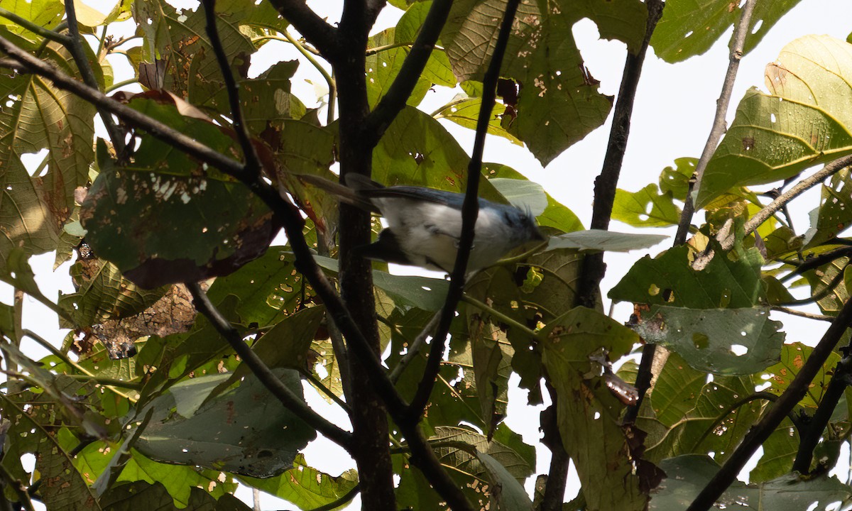 Ельмінія блакитна - ML644124468