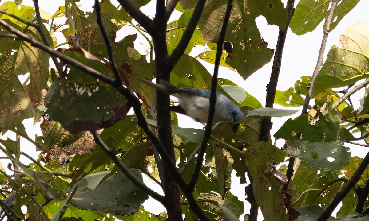 Ельмінія блакитна - ML644124469