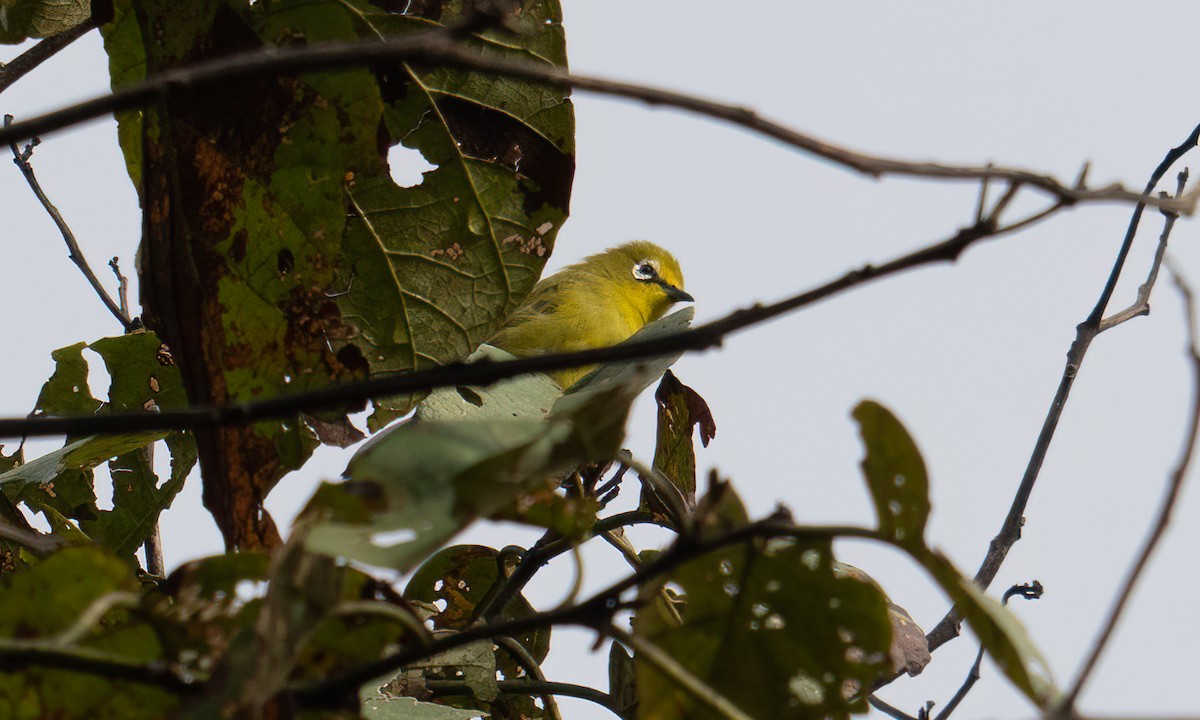 Окулярник сенегальський - ML644124477