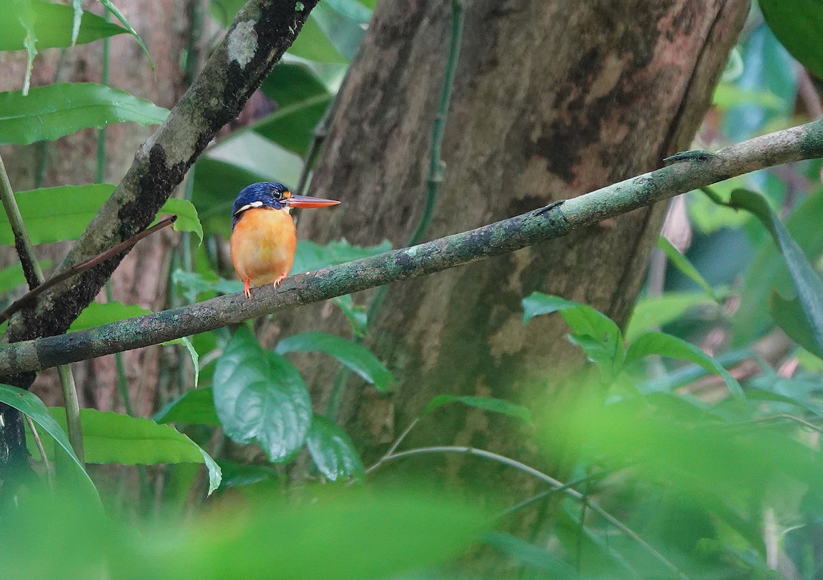 Martin-pêcheur de Nouvelle-Bretagne - ML644124479