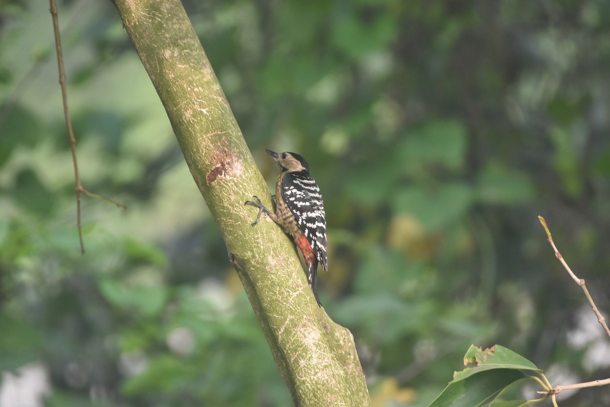 okerbrystspett - ML644124485