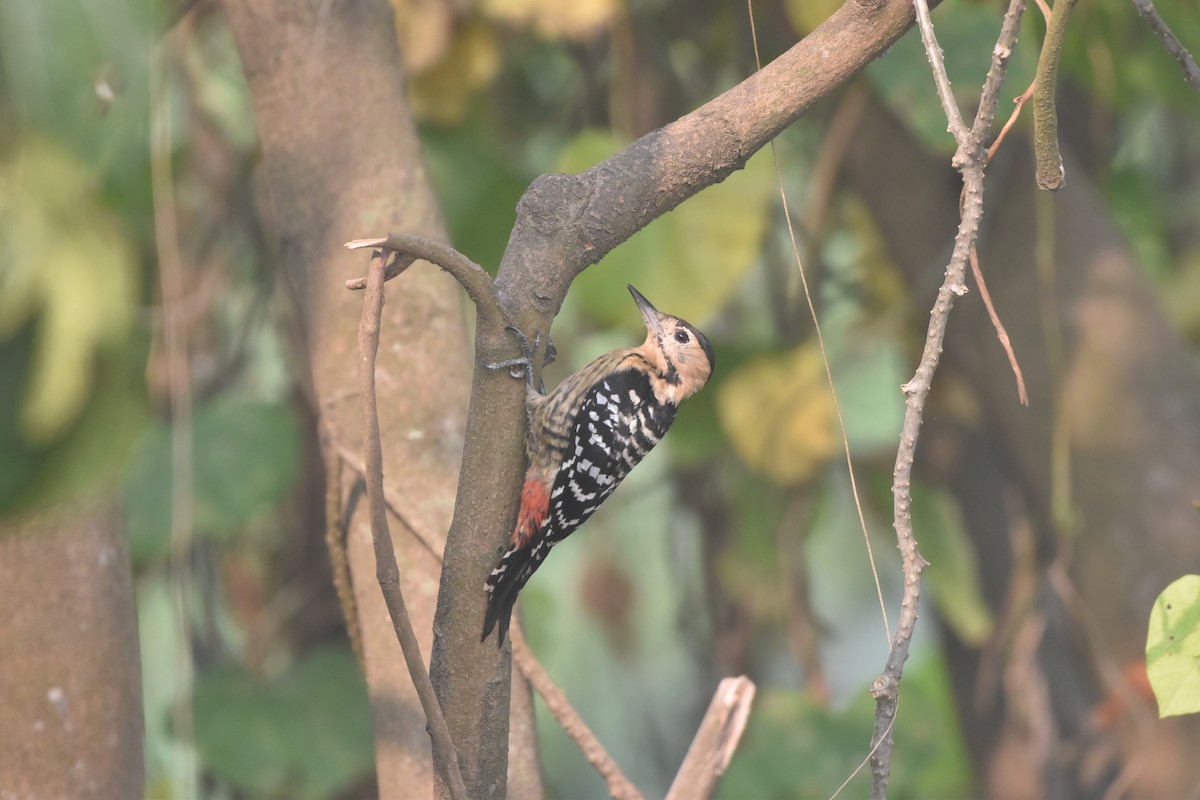 okerbrystspett - ML644124487