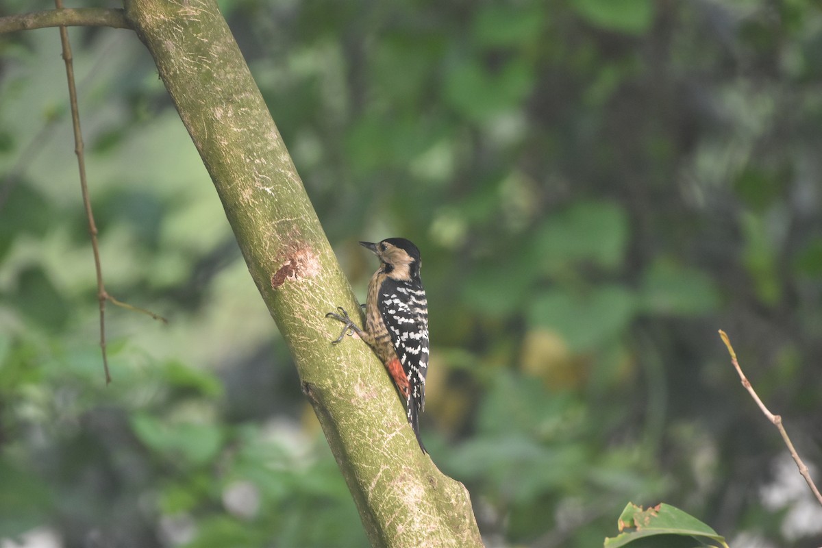 okerbrystspett - ML644124488