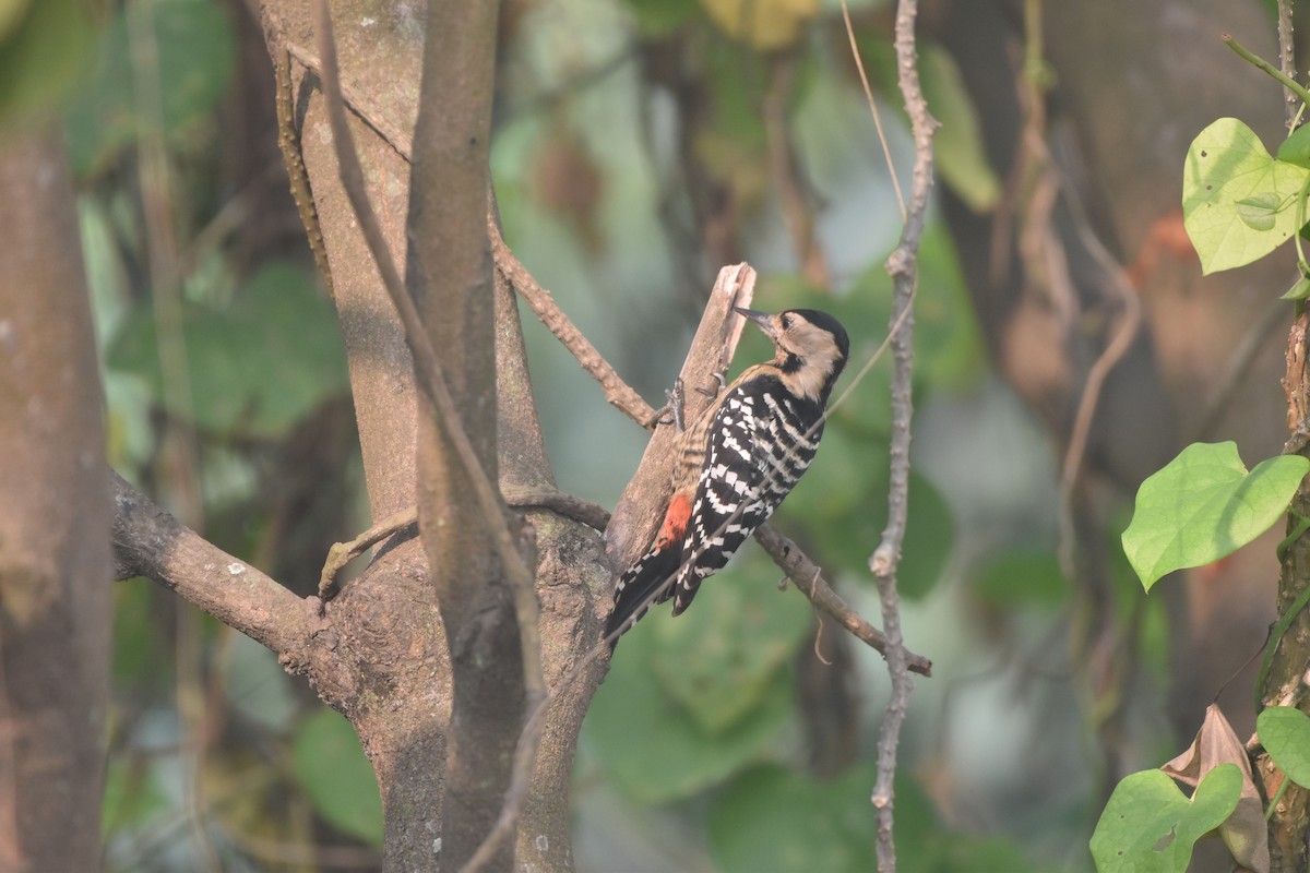 okerbrystspett - ML644124489