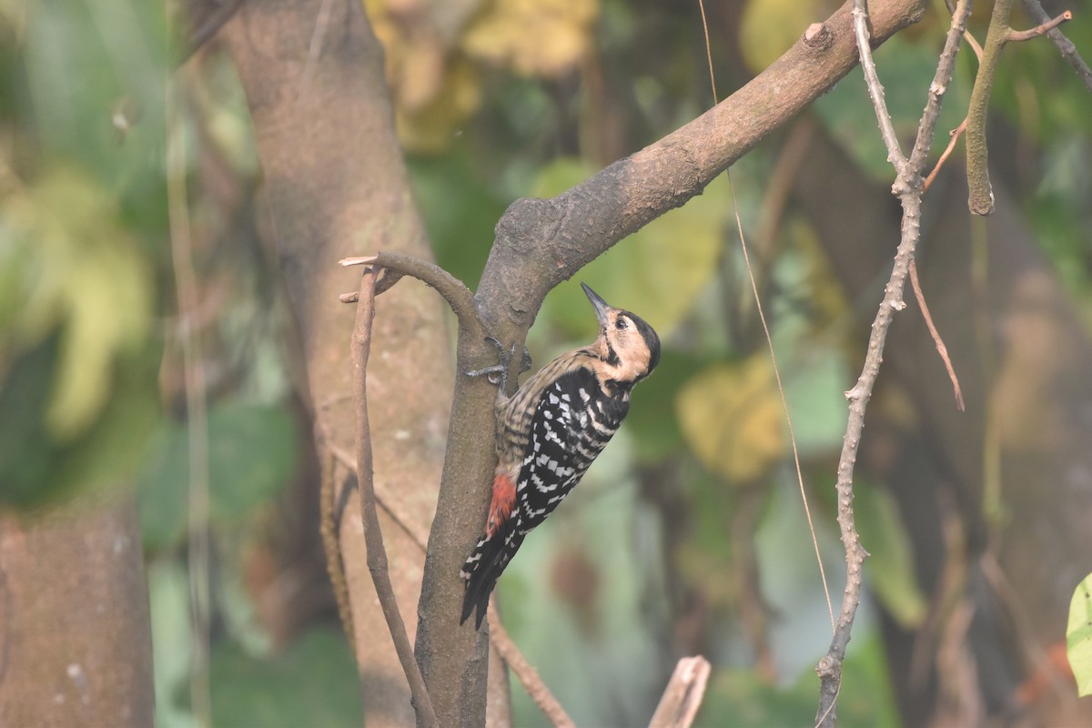 okerbrystspett - ML644124490