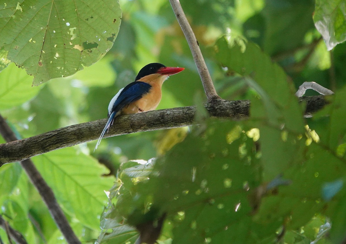 Martin-chasseur à tête noire - ML644124491