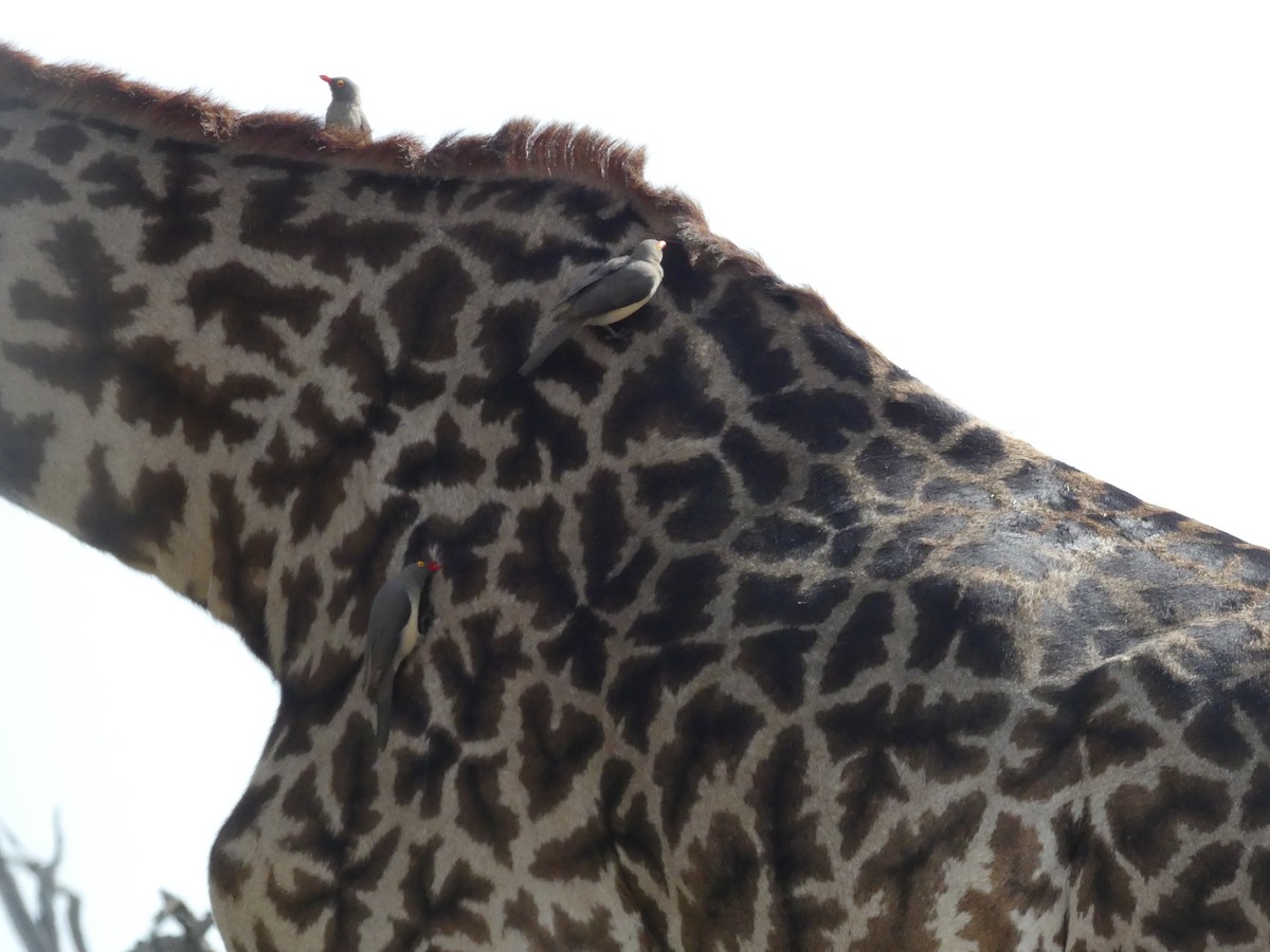 Red-billed Oxpecker - ML644124497