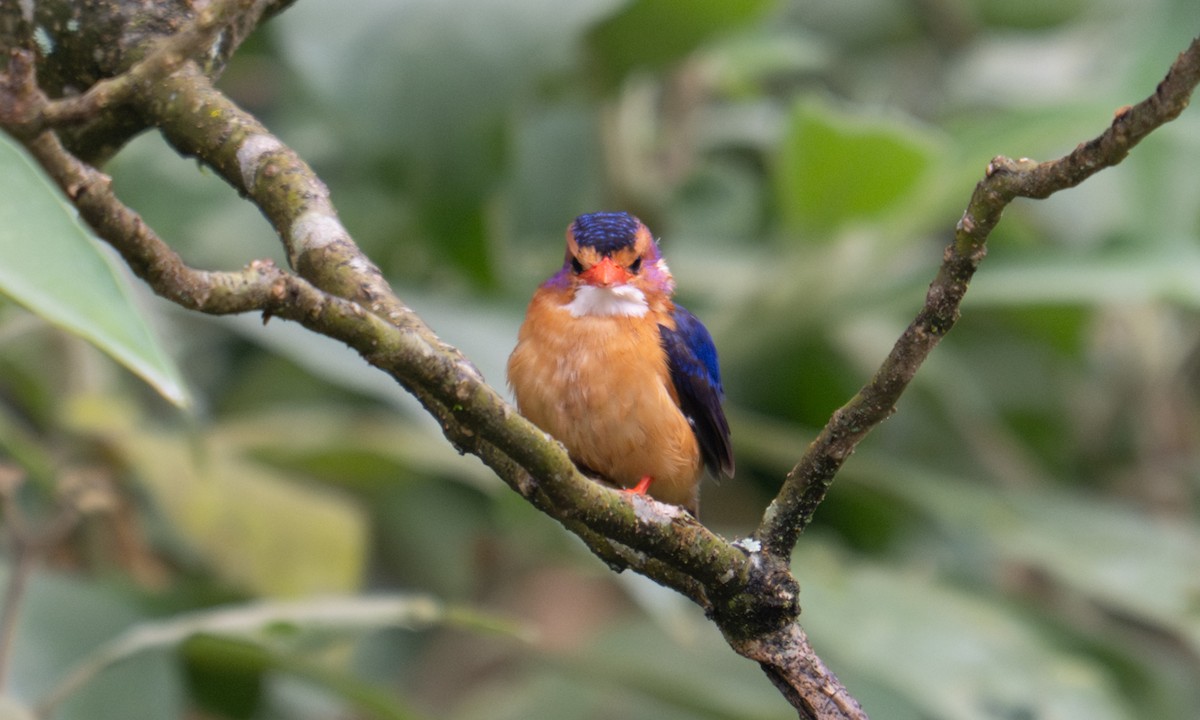 ヒメショウビン - ML644124509