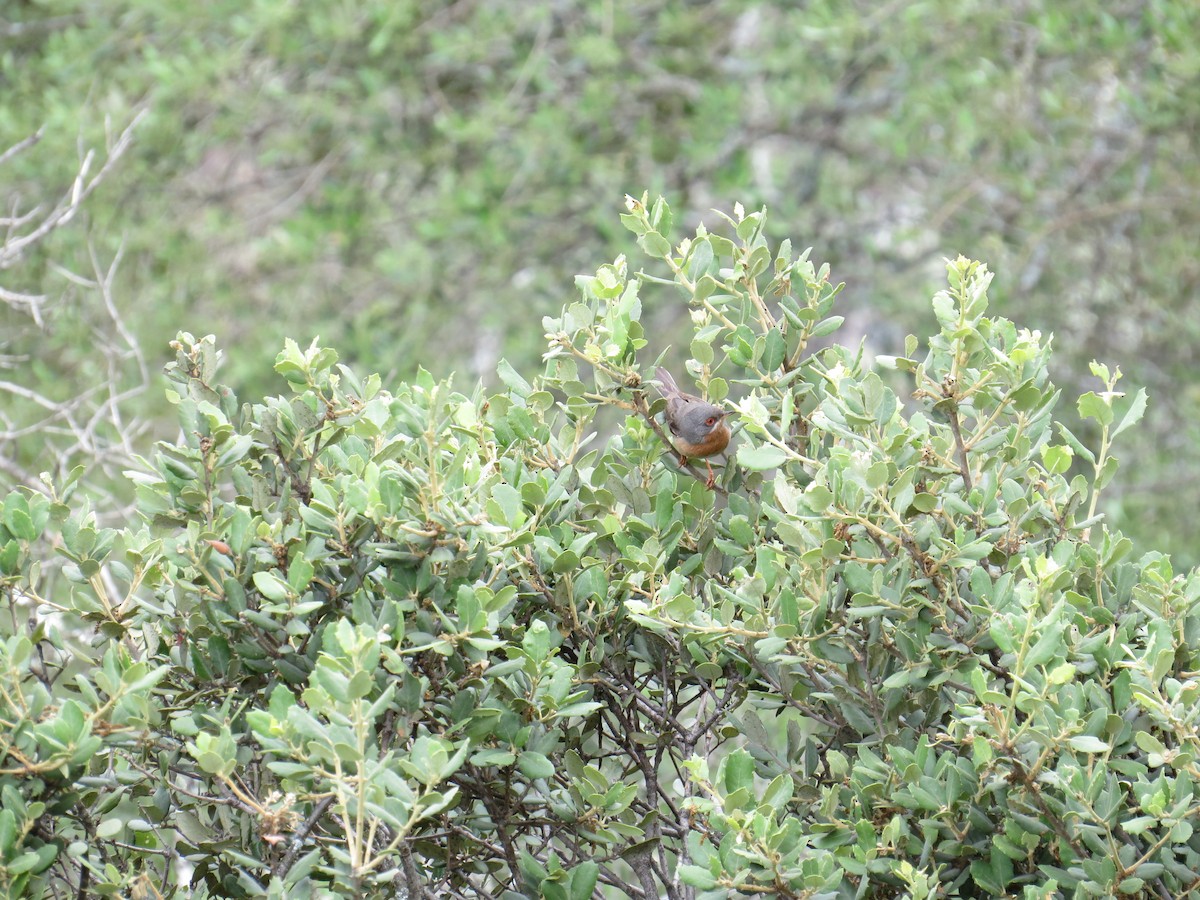 Curruca Carrasqueña Occidental - ML64412451