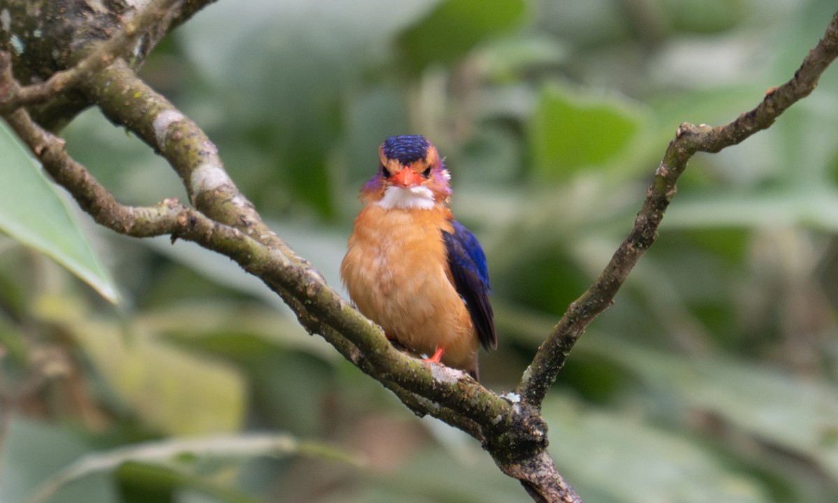 ヒメショウビン - ML644124510