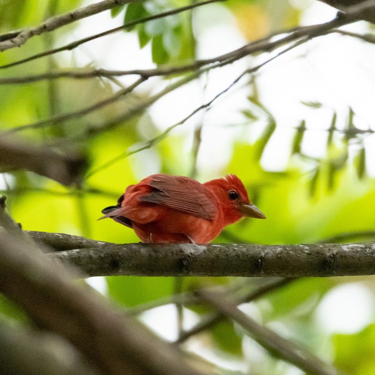 sommerpiranga - ML644124513