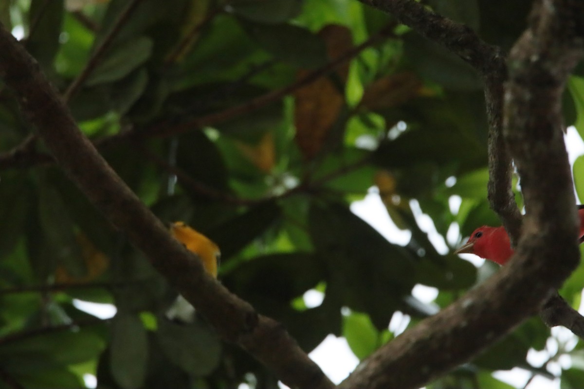 sommerpiranga - ML644124514