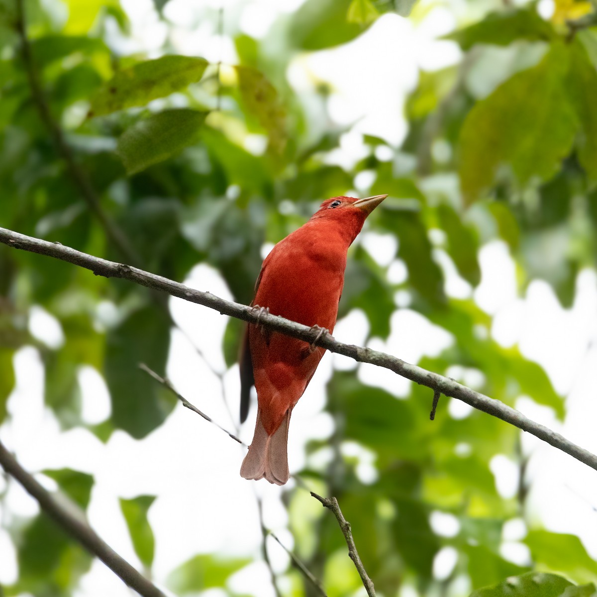 sommerpiranga - ML644124515