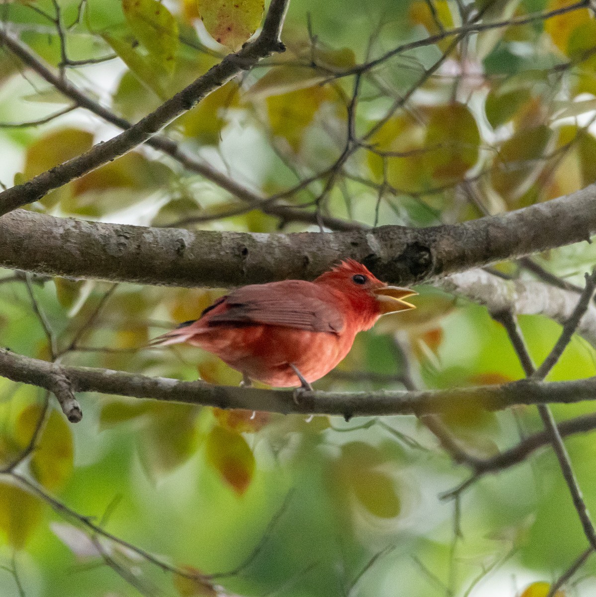 sommerpiranga - ML644124516