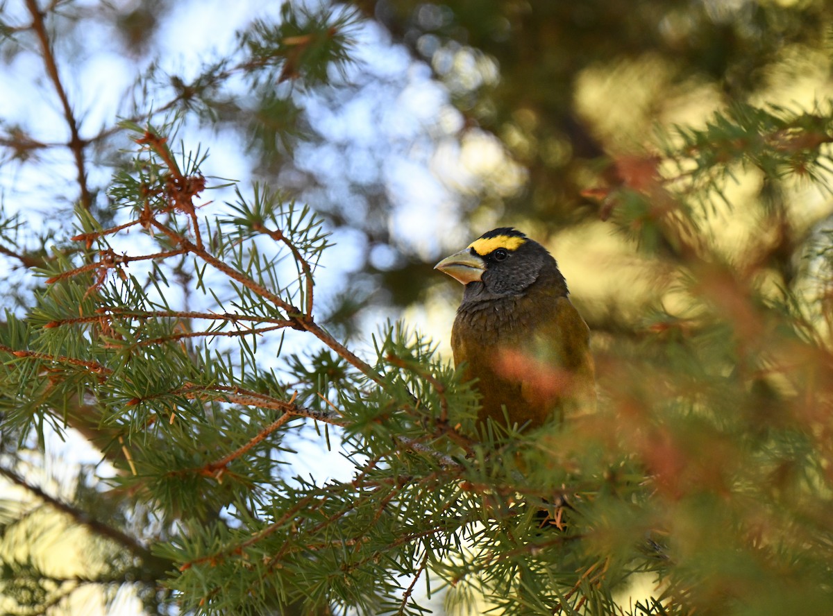 Evening Grosbeak - ML644124529