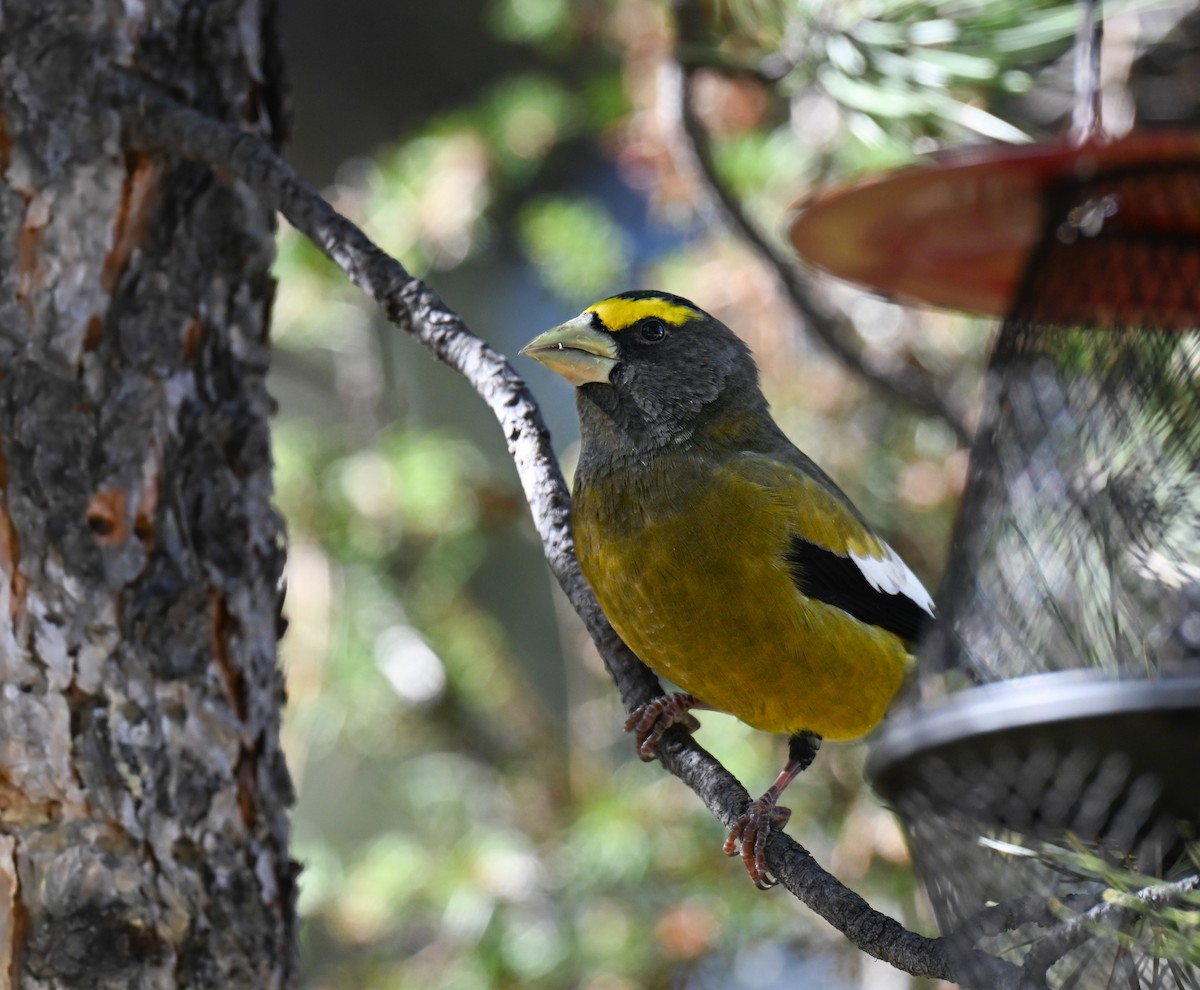 Evening Grosbeak - ML644124534