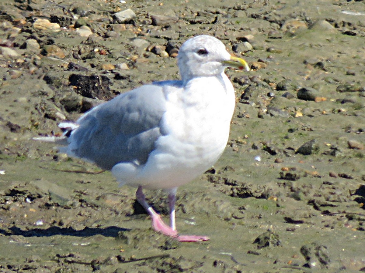 Iceland Gull - ML644124539