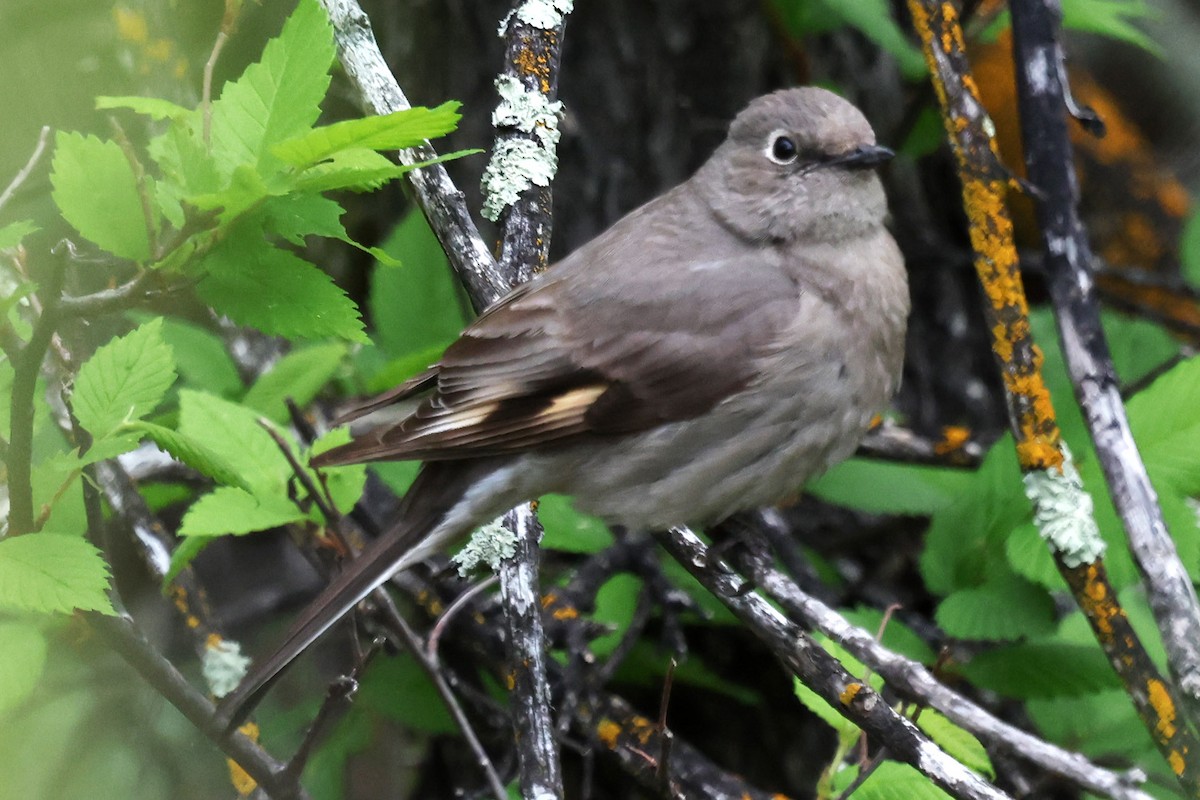 Townsend's Solitaire - ML644124542