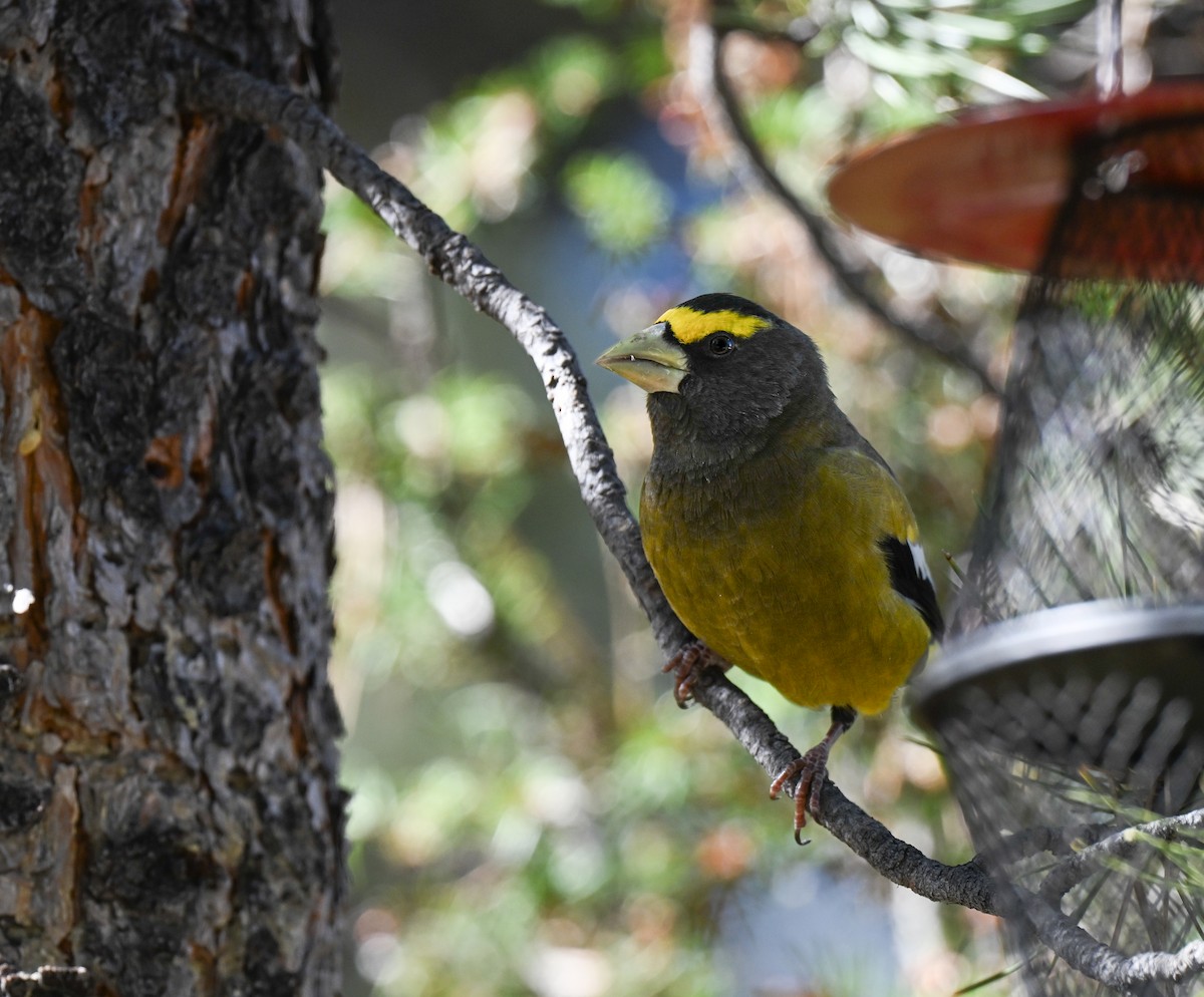 Evening Grosbeak - ML644124552