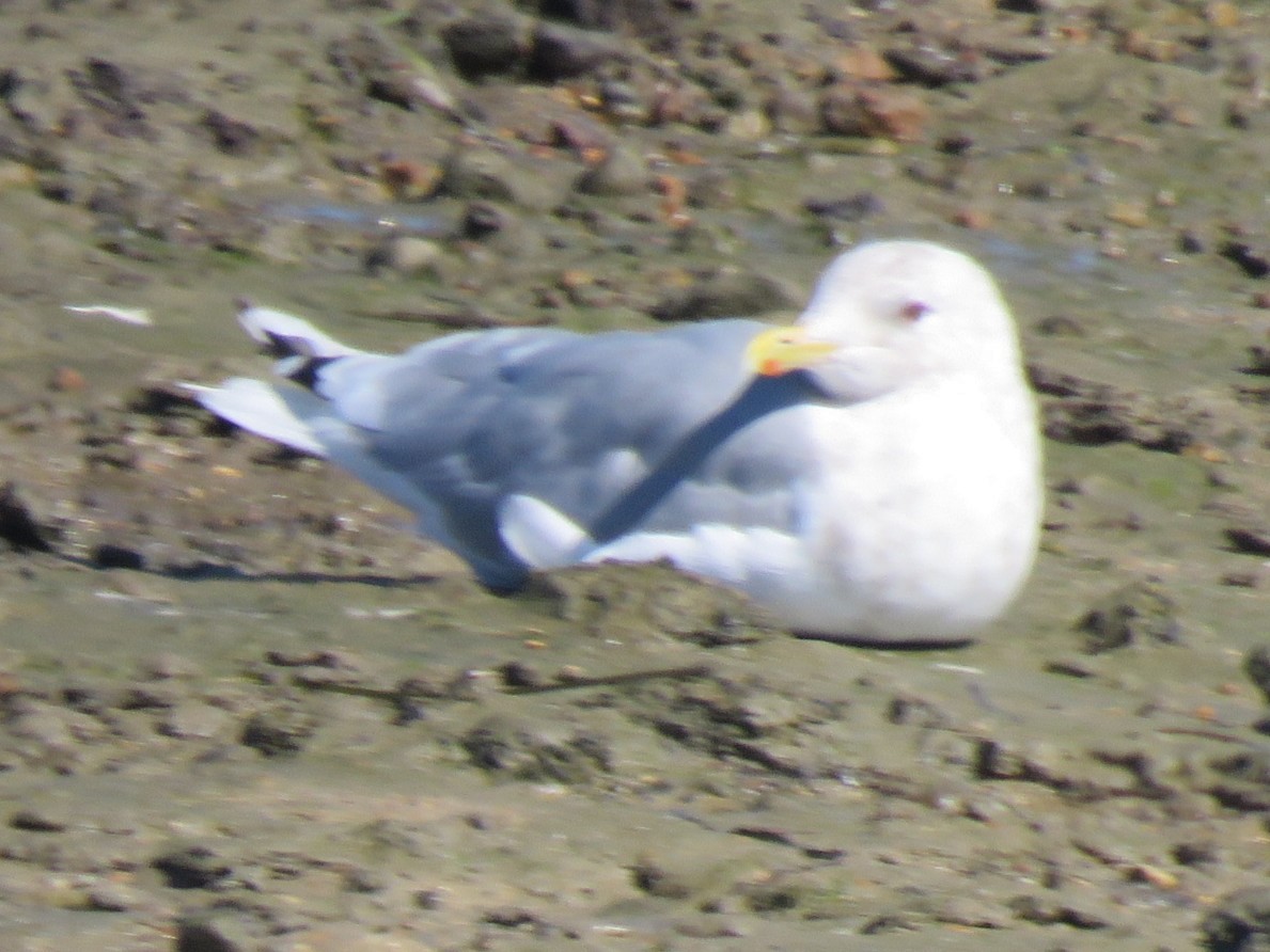 Iceland Gull - ML644124555