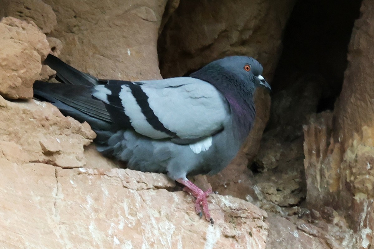 Rock Pigeon (Feral Pigeon) - ML644124557
