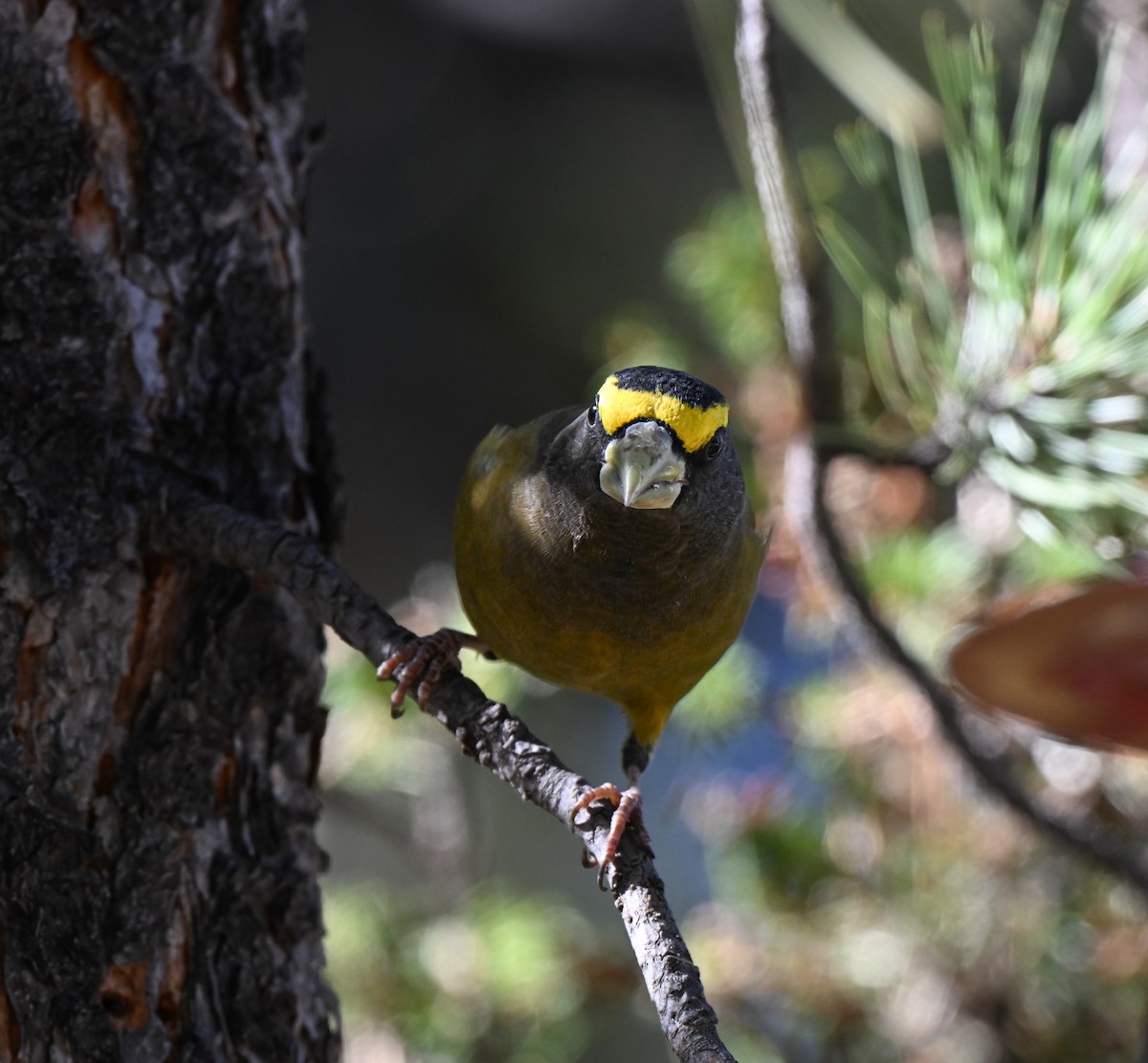 Evening Grosbeak - ML644124558
