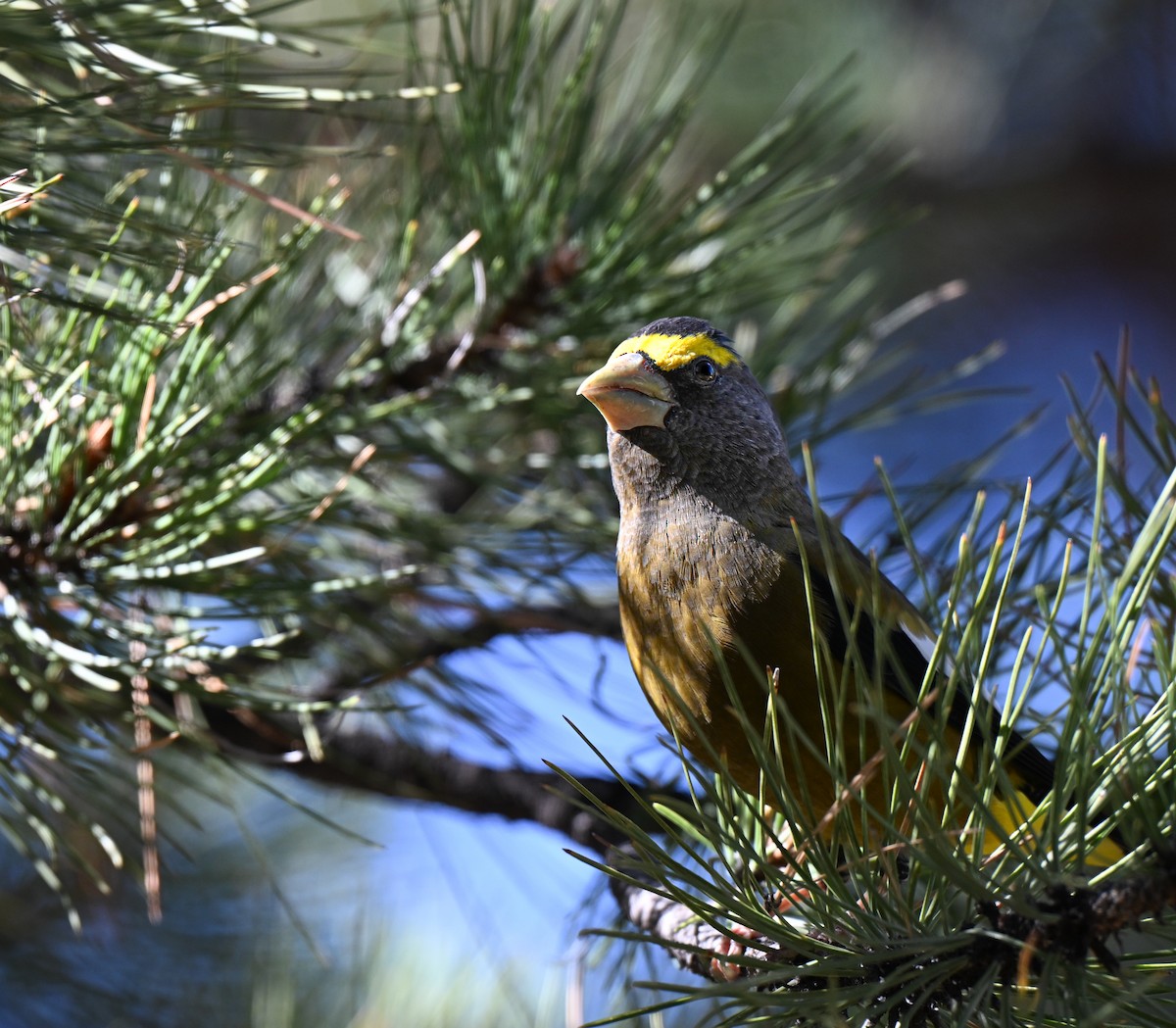 Evening Grosbeak - ML644124562
