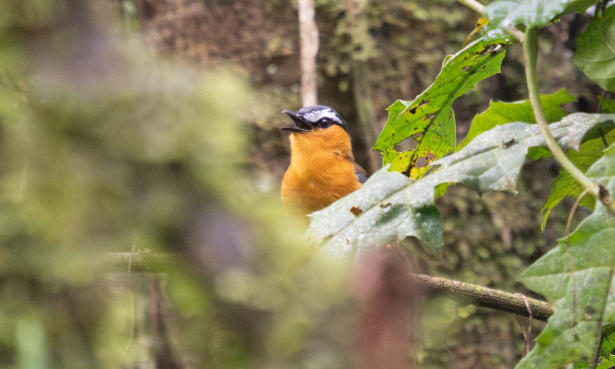 Gray-winged Robin-Chat - ML644124568
