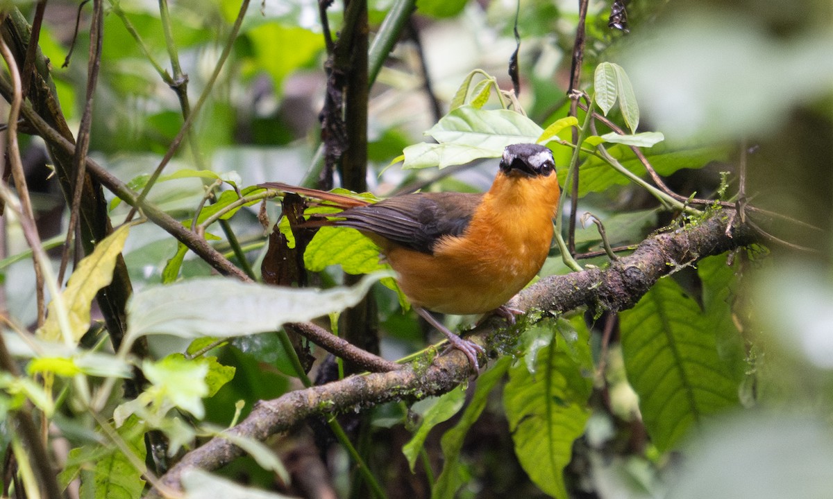 Gray-winged Robin-Chat - ML644124569