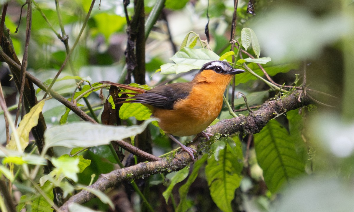 Gray-winged Robin-Chat - ML644124570