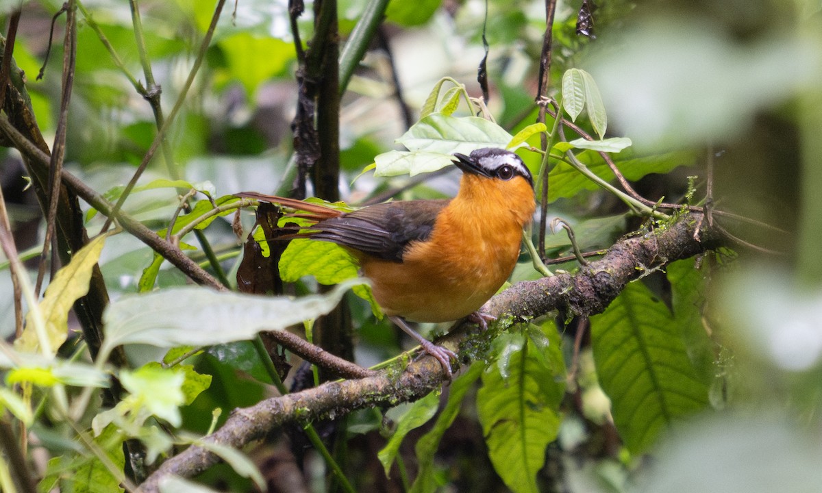 Gray-winged Robin-Chat - ML644124571