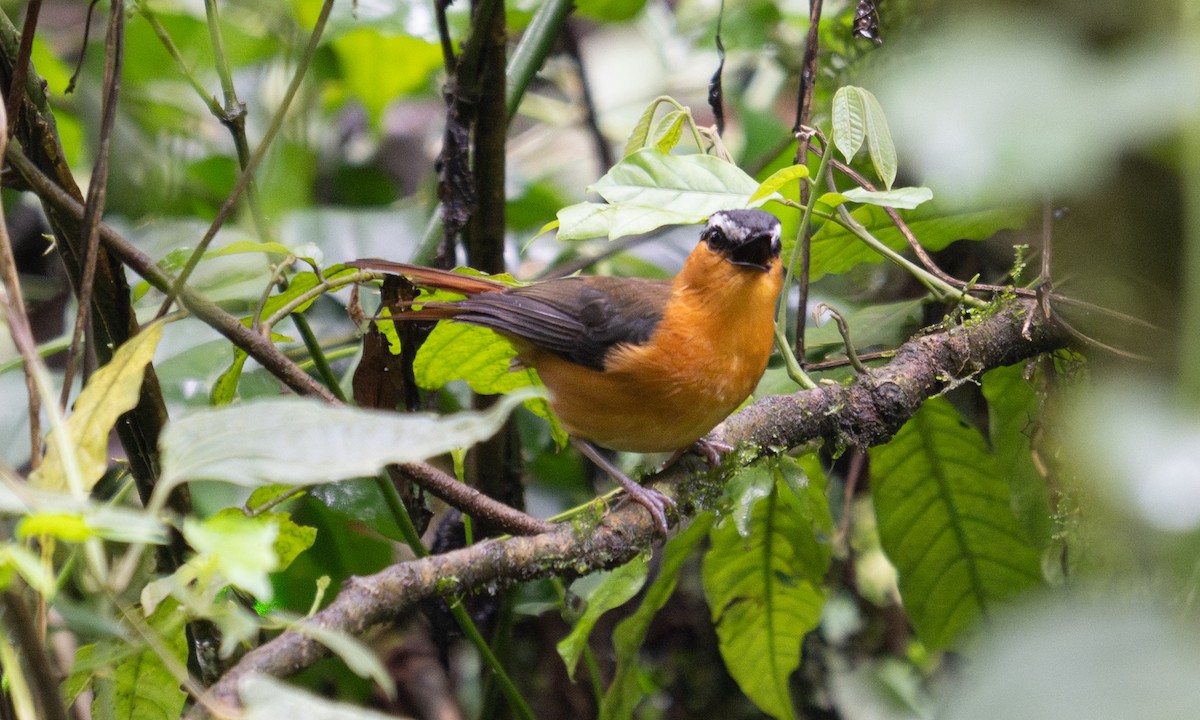 Gray-winged Robin-Chat - ML644124572