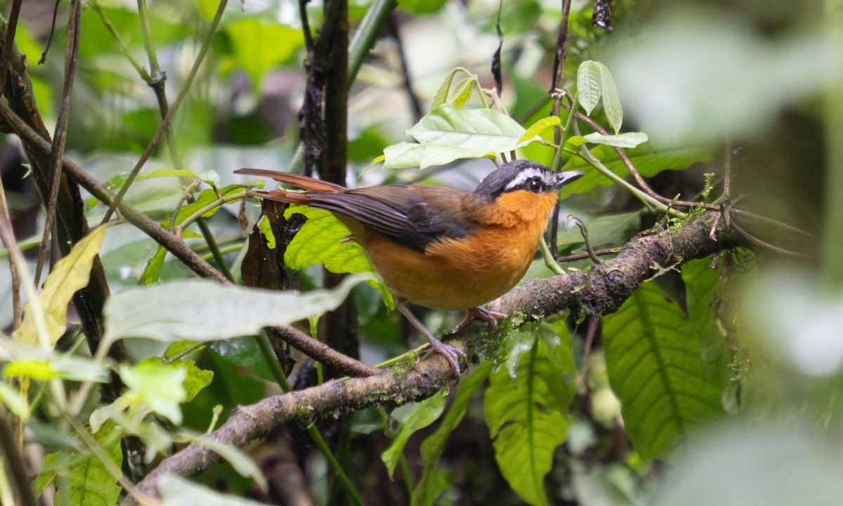 Gray-winged Robin-Chat - ML644124573